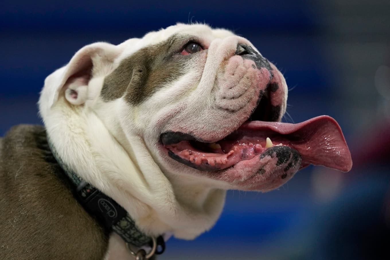 Bulldoggarna i studien kunde gå en rask promenad efter behandlingen, något som tidigare varit svårt för dem. Hunden på bilden har inget med studien att göra. Arkivbild. Foto: Charlie Neibergall/AP/TT