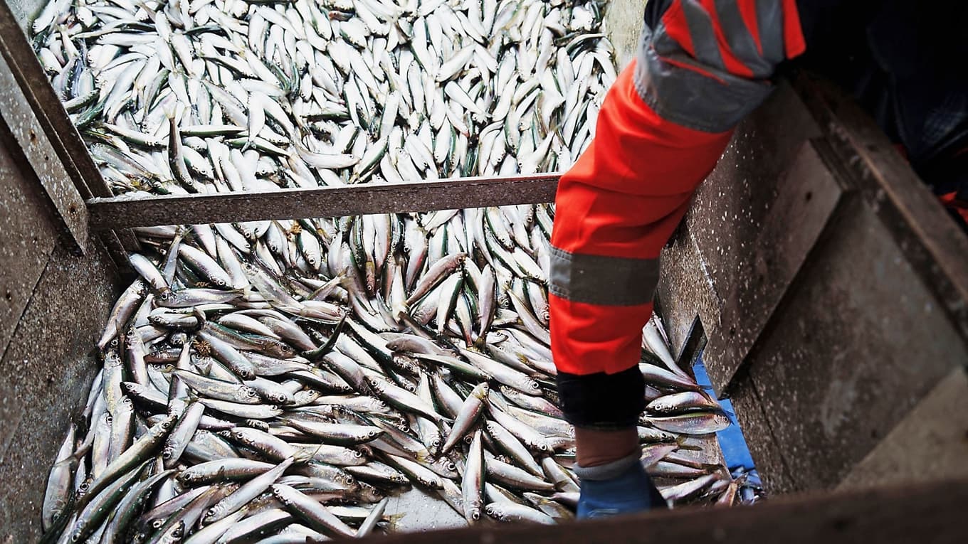 Småskaligt sillfiske trängs undan i ett system där volym och märkning väger tyngre än ursprung. Foto: Vi har bara flyttat problemet från havet till människorna som lever av det.