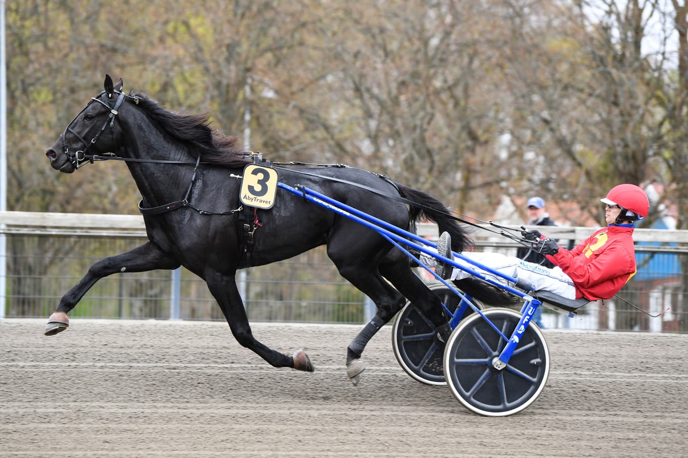 Loxahatchee - en stjärna i vardande? Foto: Malin Albinsson / TR Bild