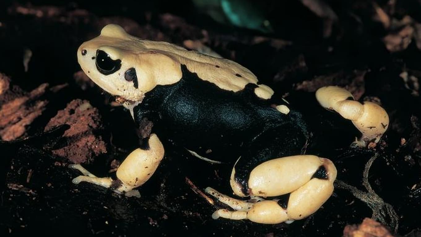 En av de nyligen beskrivna paddarterna, Nectophrynoides uhehe. Foto: Michele Menegon