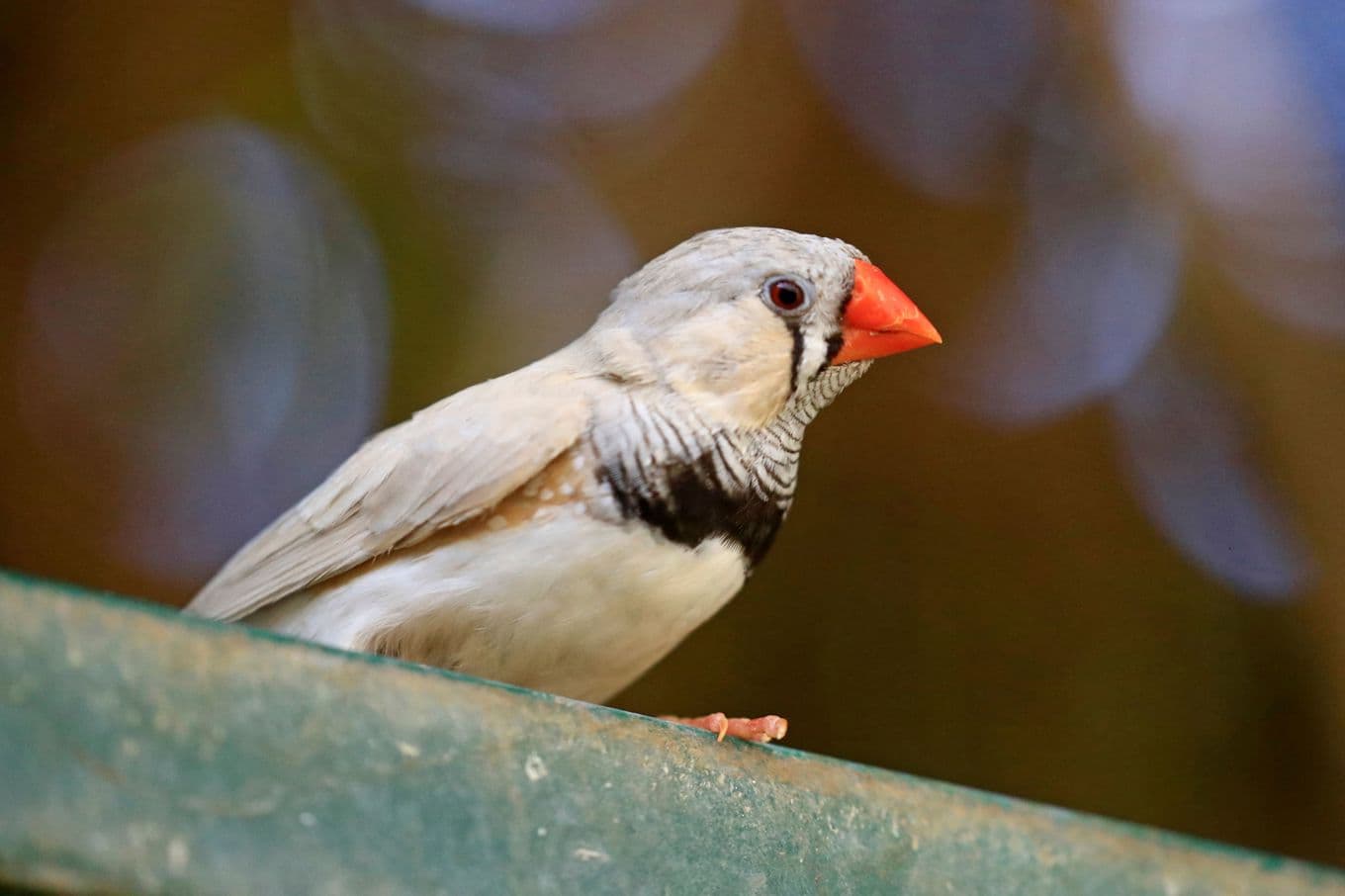 Zebrafinkar användes i studien om fåglars morgonsång – en sådan art syns på bilden. Foto: ASHRAF SHAZLY/AFP via Getty Images