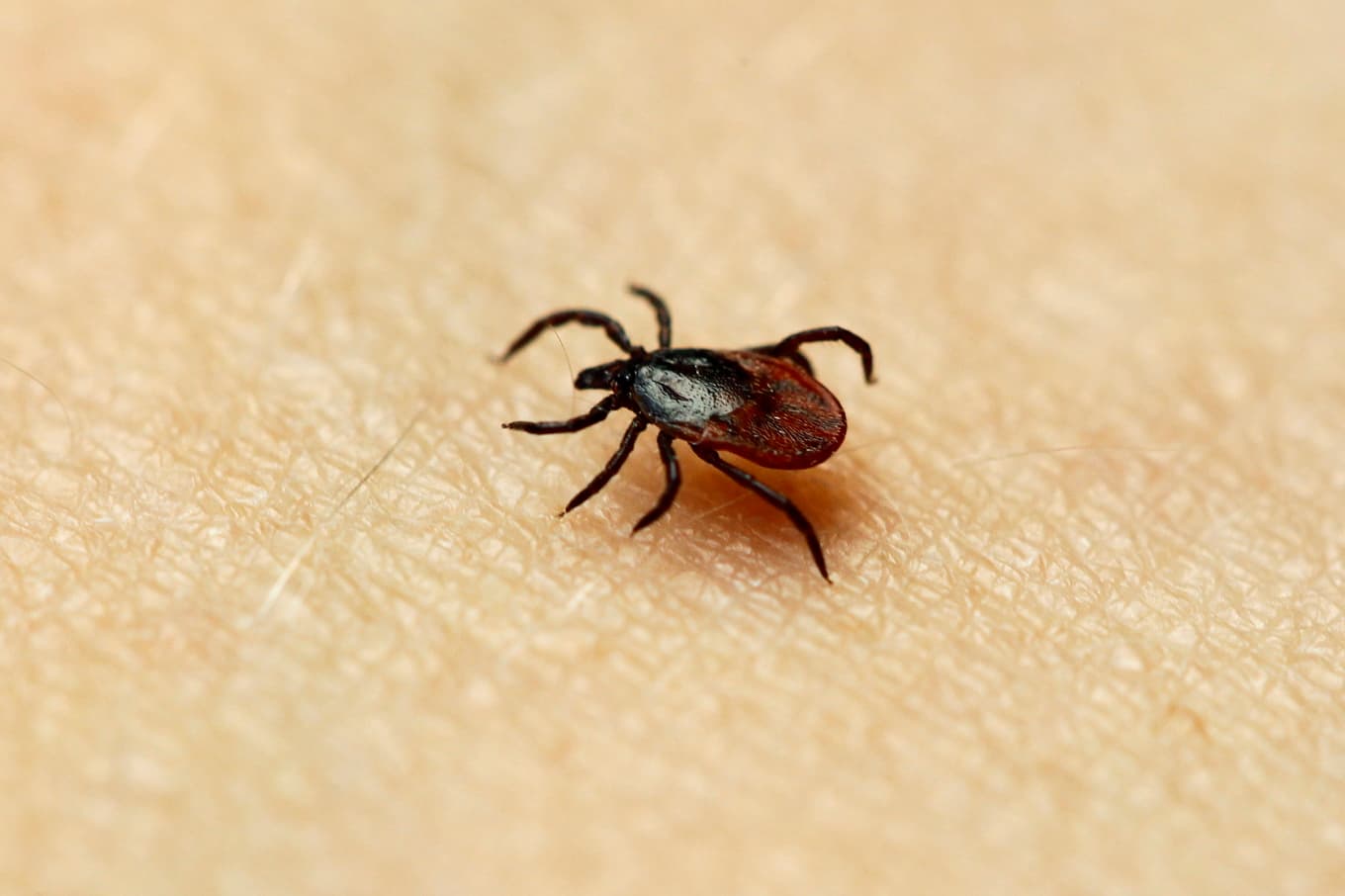 På tisdagen presenterar Folkhälsomyndigheten nya rekommendationer gällande vaccin mot TBE. Arkivbild. Foto: Erlend Aas/NTB/TT