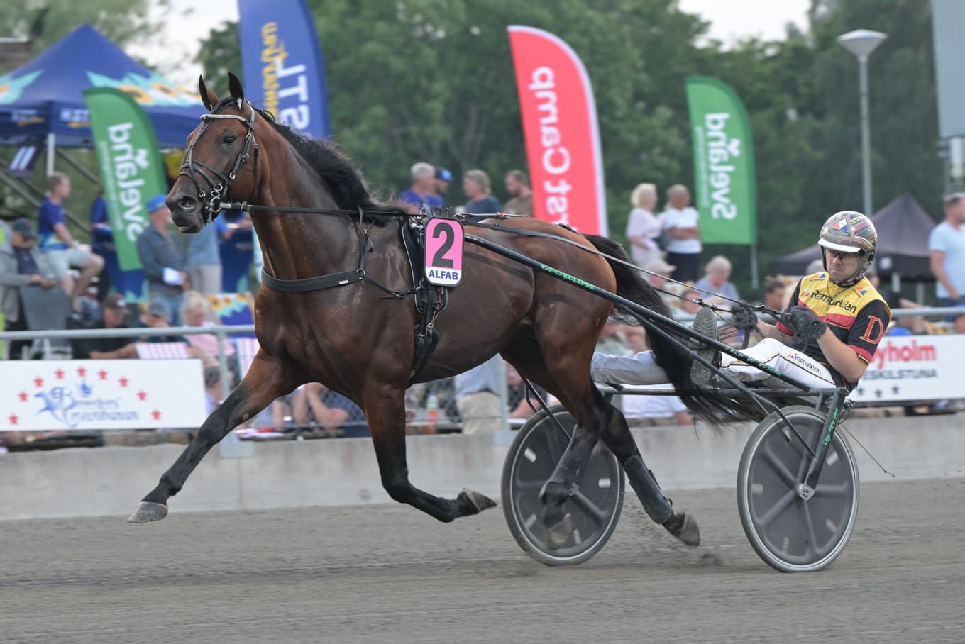 Dream Mine har sprungit in 11,5 miljoner kronor, årsdebuterar och är kanske med i Elitloppet i slutet på denna månad. Foto: Lars Jakobsson / TR Bild