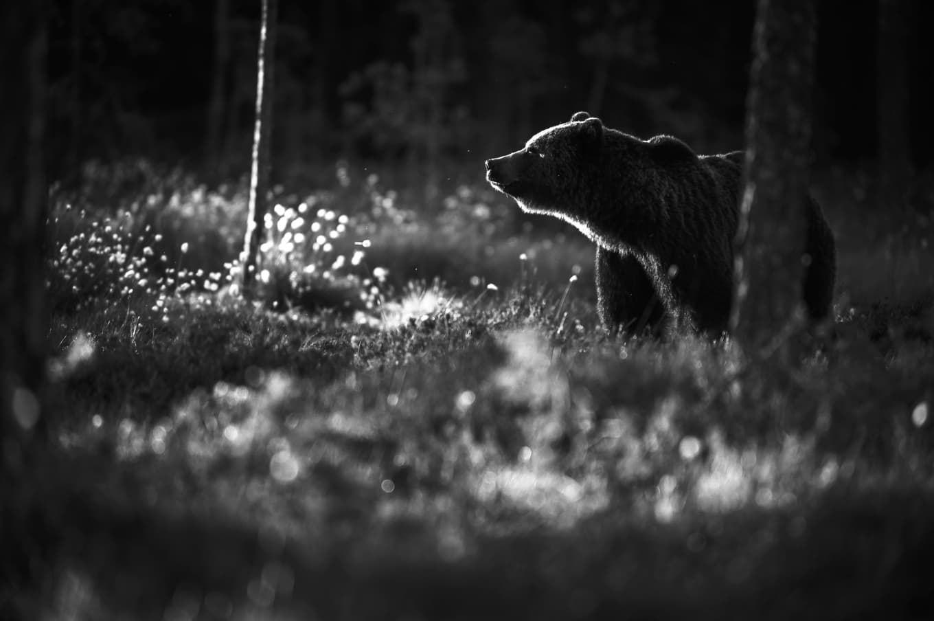 Efter timmar av tyst väntan i gömslet kan belöningen dyka upp: en björn.   Foto: Frida Hermansson