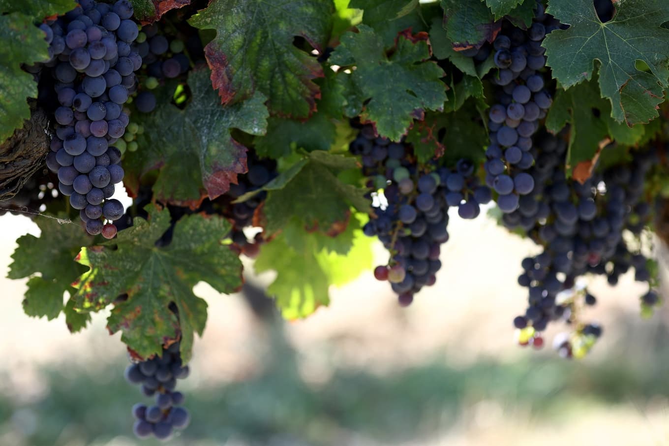 Rosévin tillverkas när skalen från blå druvor färgar musten i några timmar, eller när en del av musten avskiljs tidigt från en rödvinsproduktion. Foto: Romain Perrocheau/AFP Via Getty Images.