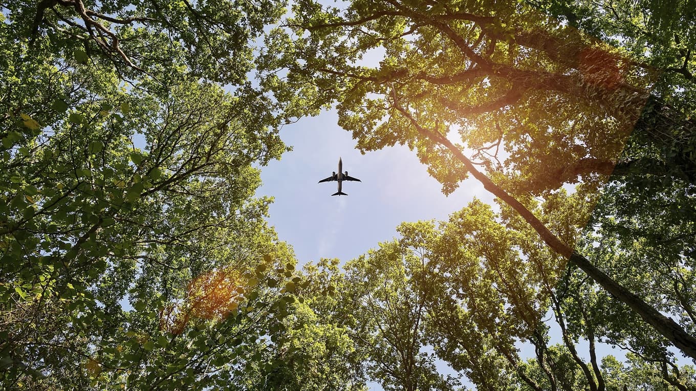 Både rötterna och skyn har en dragningskraft på människan, men för att inte slitas itu måste hon bestämma sig för det ena. Foto: Wilkopix/Shutterstock