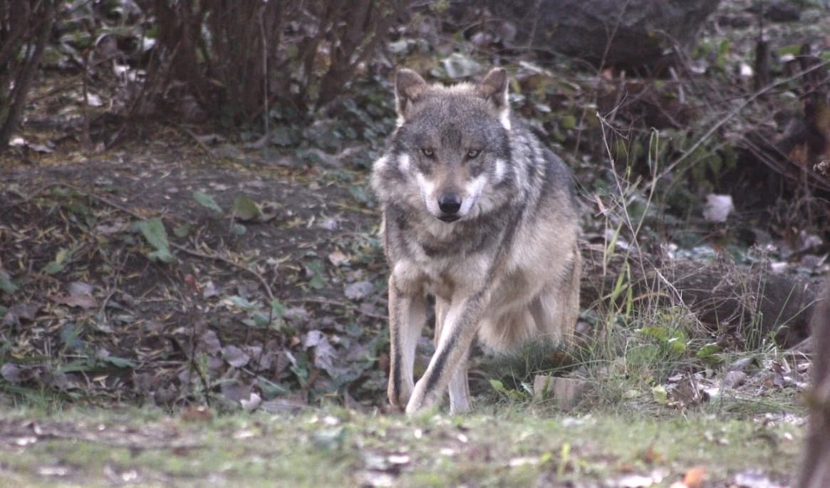 Nu har länsstyrelsen i Skåne beslutat om skyddsjakt på en varg efter ett angrepp på en ponny. Foto: Steve Fehlberg