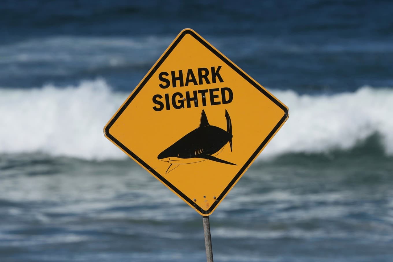 Varningskylt på en strand i Sydney, Australien. Arkivbild. Foto: Mark Baker/AP/TT