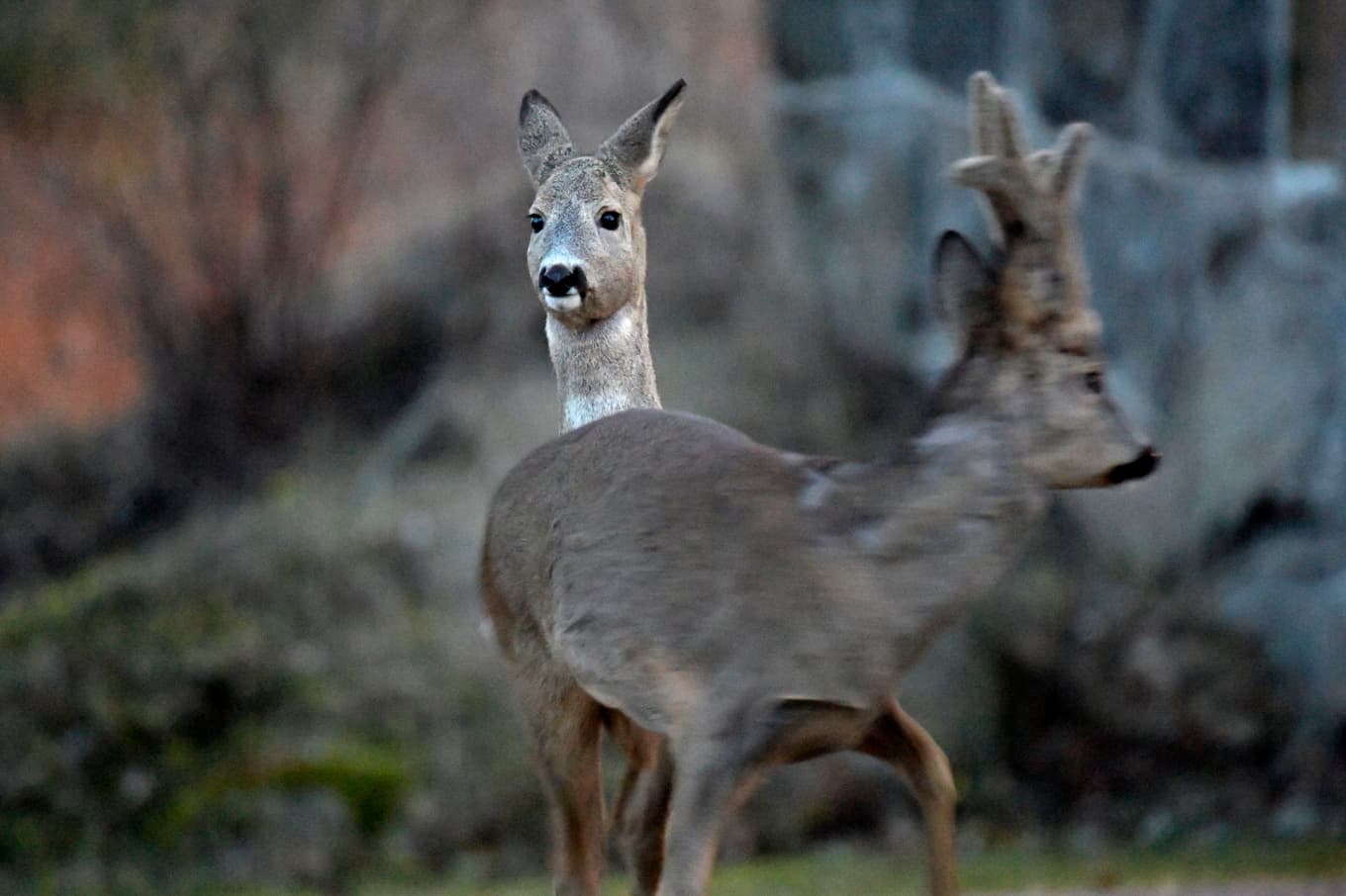 Länsstyrelsen avråder från att äta rådjur och vildsvin som skjutits i området nära Landvetter. Arkivbild. Foto: Janerik Henriksson/TT