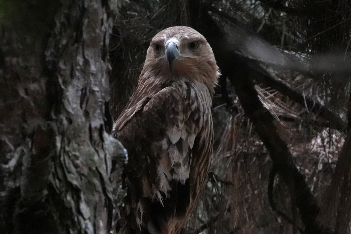 Kejsarörnen Feliks blickar ut från tryggheten i sin voljär på Palic Zoo i Serbien, där han vilar ut sedan den 22 juli. Efter karantän kommer örnen att släppas igen. Foto: Darko Vojinovic/AP/TT