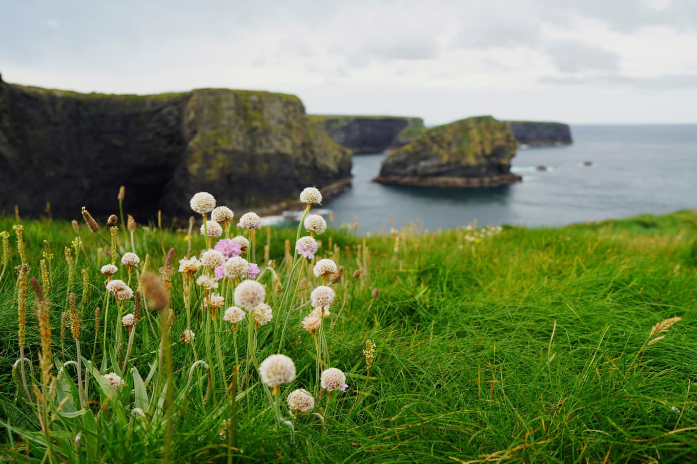 Den lågväxande triften trivs bra vid havet och ses på många platser längs den irländska kusten. Här vid Kilkee Cliff Walk. fOTO: Eva Sagerfors