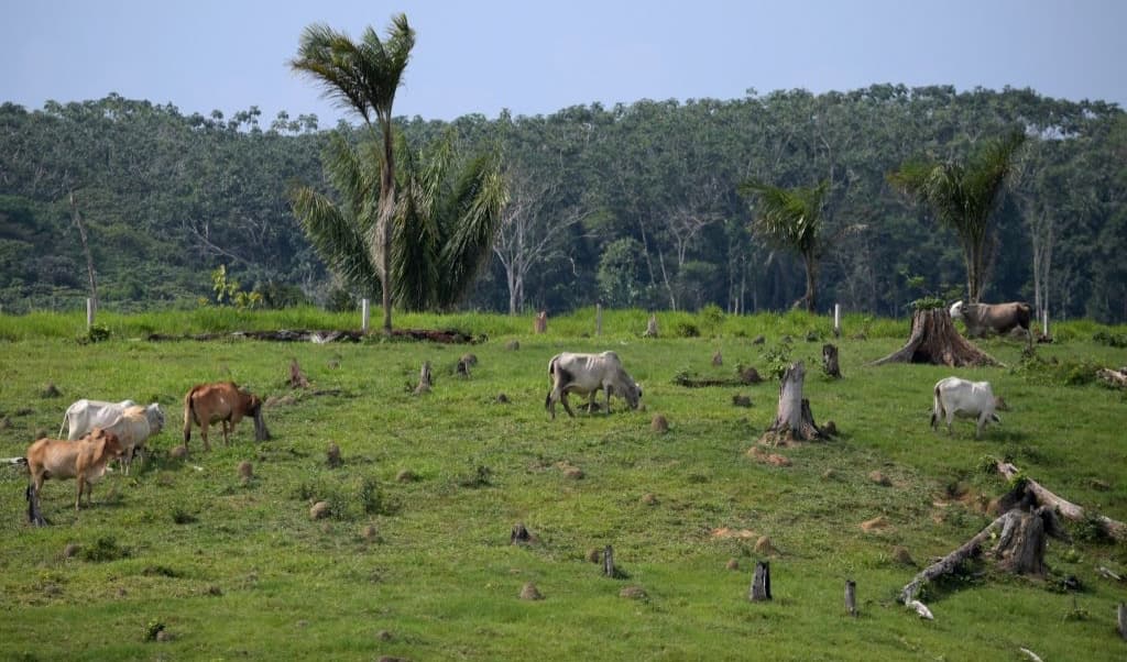 Kor och hästar betar på avskogad mark i Guaviare i Colombia. Boskapsuppfödning är en av de främsta orsakerna till avskogningen i Colombias del av Amazonas. Foto: Raul Arboleda/AFP/Getty Images