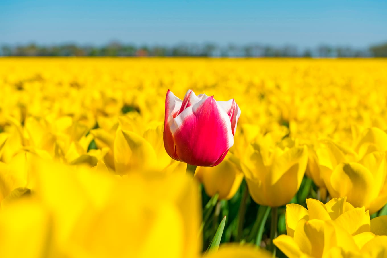 I ett gult hav av blommor finns det en enda som är röd och vit. Foto: William West/AFP via Getty Images