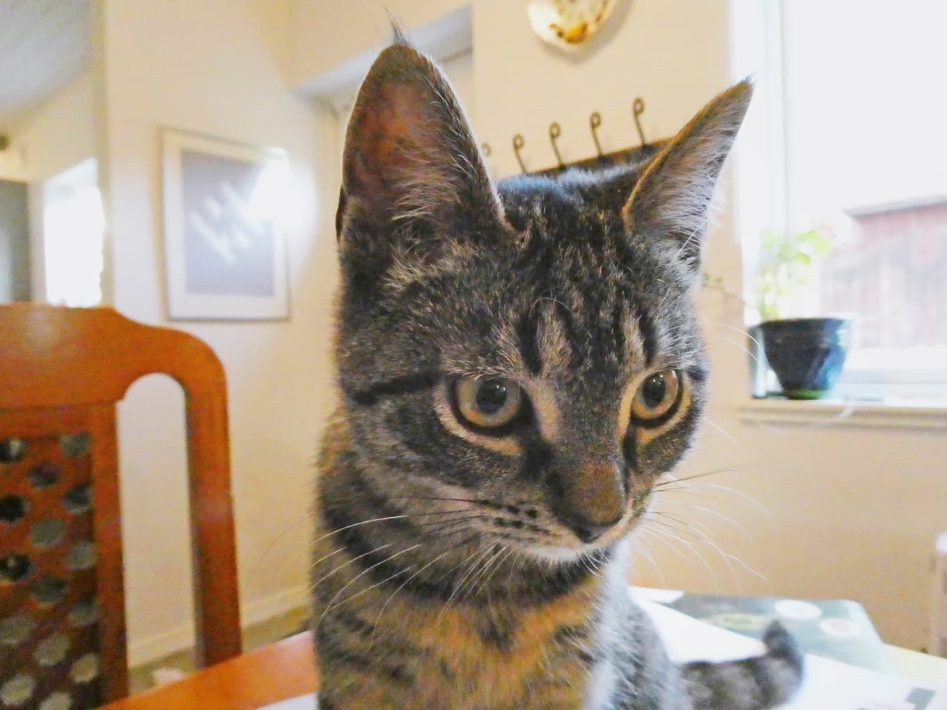 Vår lilla katt Ruki.   Foto: Privat
