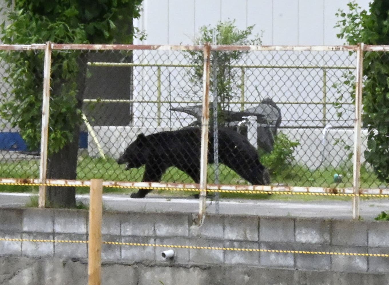 En familj i norra Japan hittade en björn i köket. På bilden en annan björn, i en annan del av Japan, vid ett annat tillfälle. Foto: Kyodo News/AP/TT