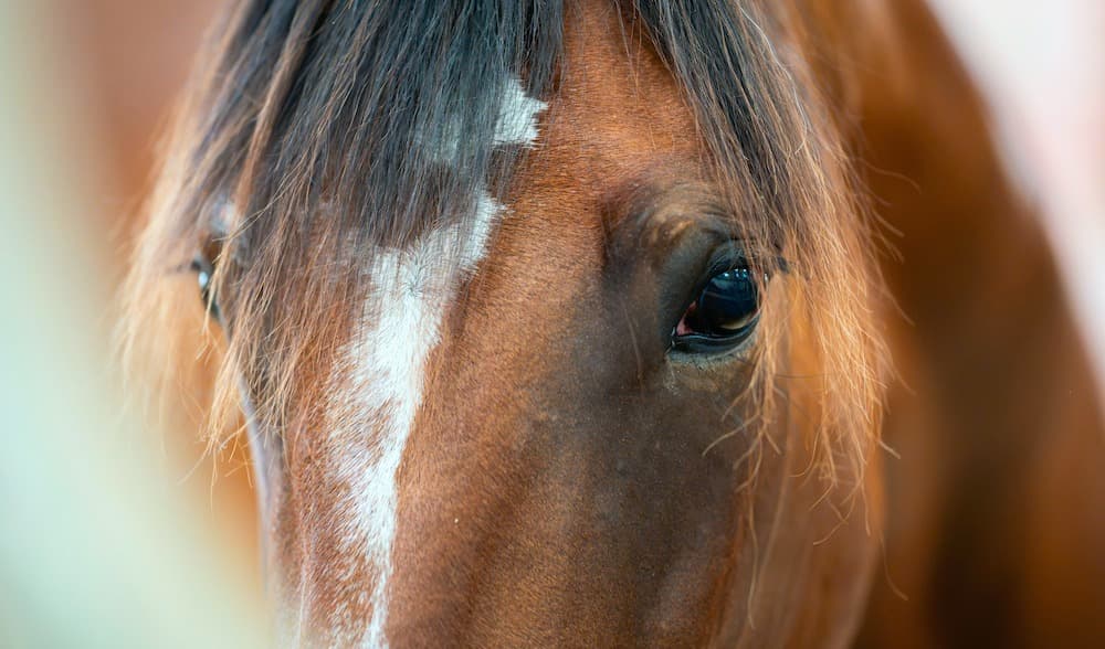 Epoch Times travkrönikör Robert Okpu har träffat Elitlopps-segraren Allegiant. Reportaget finns att läsa i papperstidningen, e-tidningen och snart på webben. Foto: Viktor Thorell