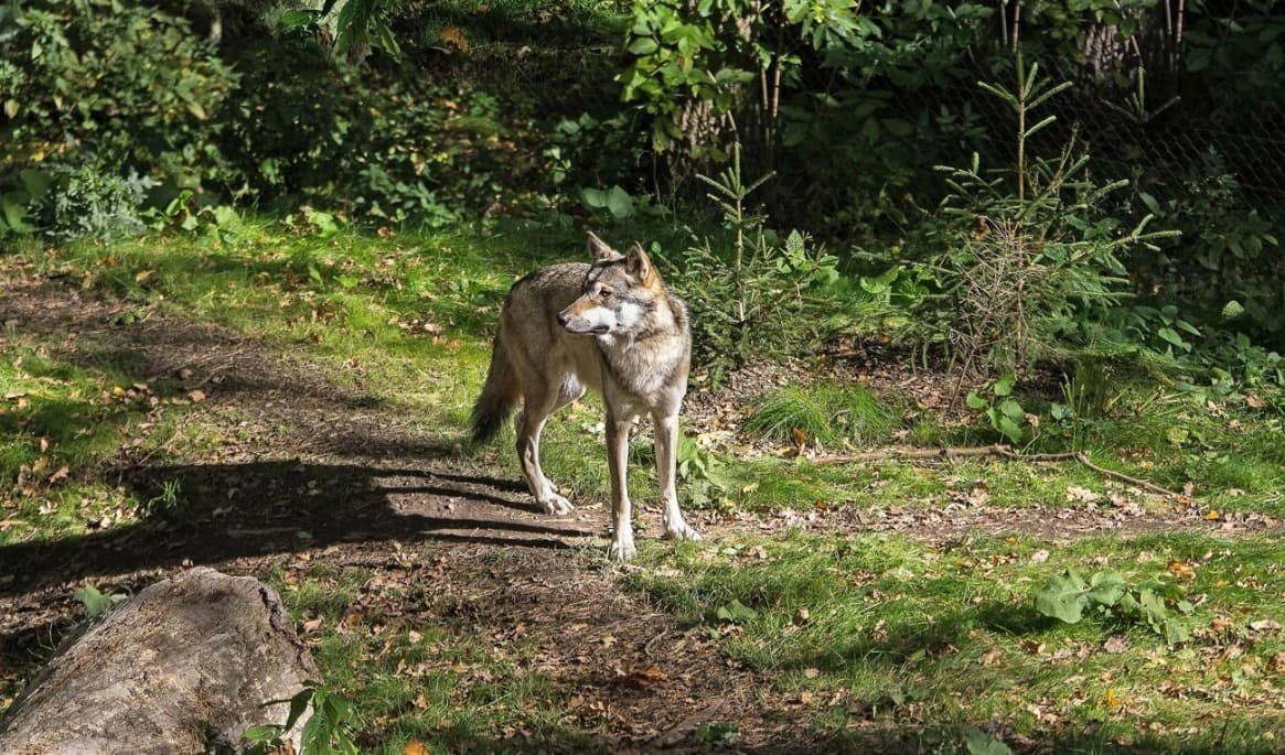 En varg har skjutits i Skåne efter beslut om skyddsjakt. Foto: Daniel Harwardt/Shutterstock