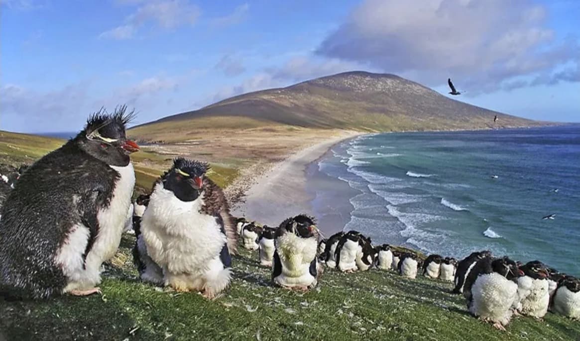 Koloni av klipphopparpingviner på Saunders Island, den fjärde största ön på Falklandsöarna. Fotografi av Ben Tubby. Foto: Wikimedia Commons