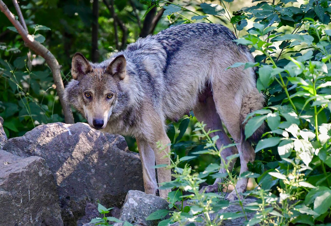 Enligt länsstyrelsen är det ovanligt med vargangrepp på nötkreatur. Arkivbild. Foto: Jonas Ekströmer/TT