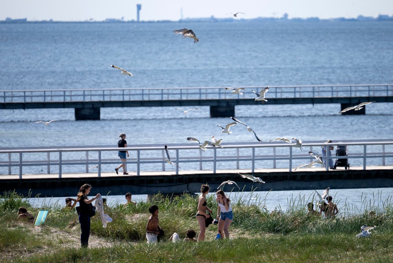 Badförbud råder nu på Ribersborgsstranden i Malmö på grund av algblomning. Arkivbild. Foto: Johan Nilsson/TT