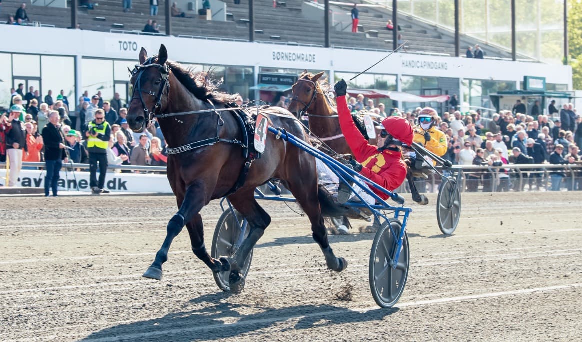 Daniel Wäjersten och Kuiper har redan vunnit storloppen Copenhagen Cup och St Michel-Ajo i år. Men frågan är om inte en seger på hemmaplan i Sundsvall Open Trot, skulle smälla ännu högre. Foto: Mikael Rosenquist / TR Media Bild