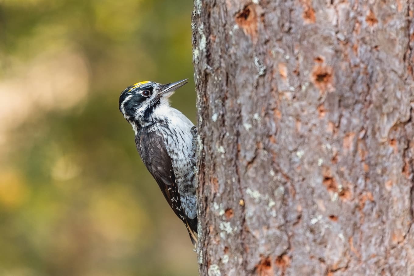 Tretåig hackspett kan bli en dyr historia för enskilda markägare. Foto: Shutterstock