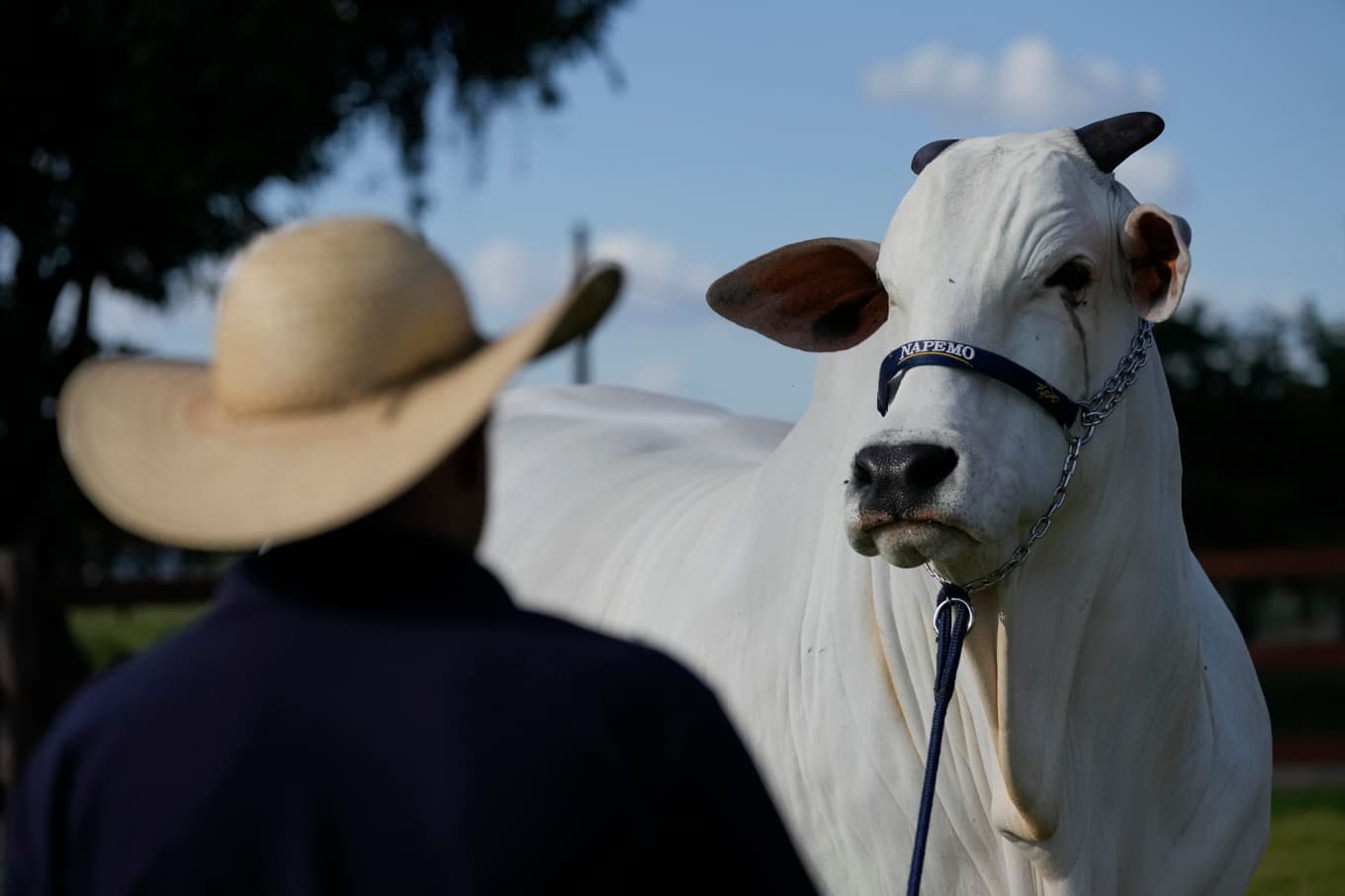 En ko i delstaten Minas Gerais i Brasilien. Arkivbild. Foto: Silvia Izquierdo/AP/TT