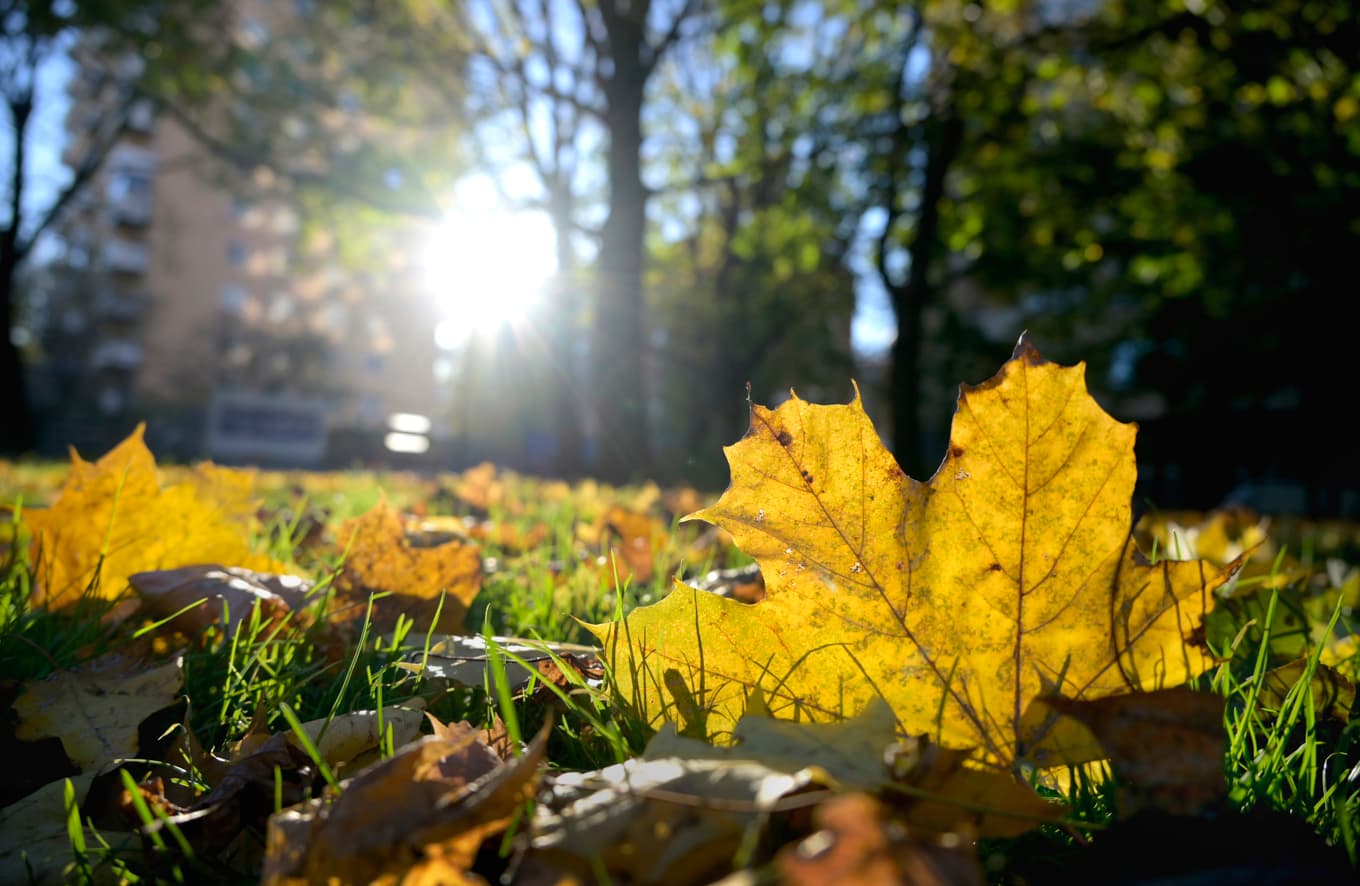 Det ser ut att bli soligt i veckan. Arkivbild. Foto: Janerik Henriksson/TT