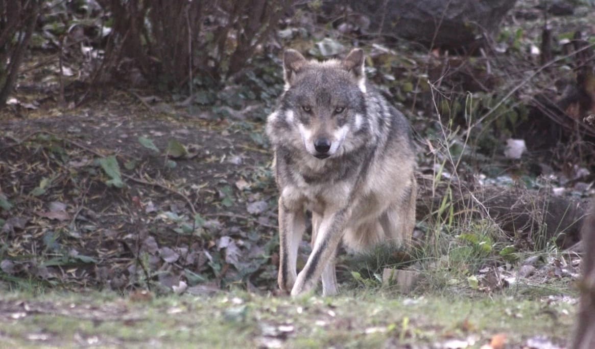 Efter flera angrepp norr om Karlskoga har en varg skjutits. Foto: Steve Fehlberg