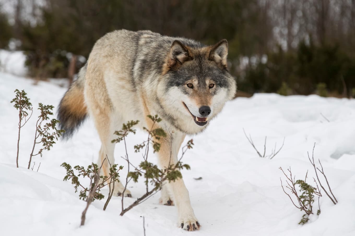 Totalt 72 vargar får skjutas under licensjakten 2027. Arkivbild. Foto: Heiko Junge/NTB/TT