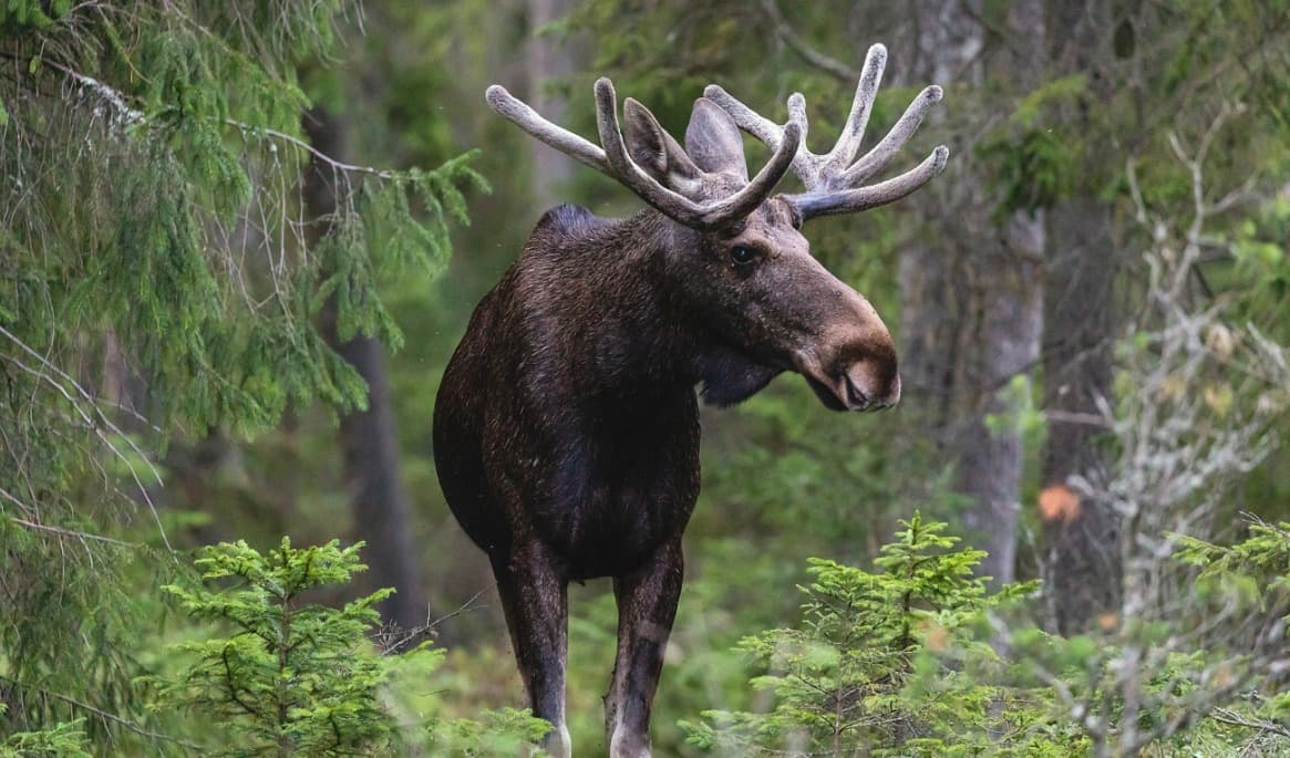 Älgjakten kring Storsjön kan påverkas av det stora markköpet. Foto: Shutterstock