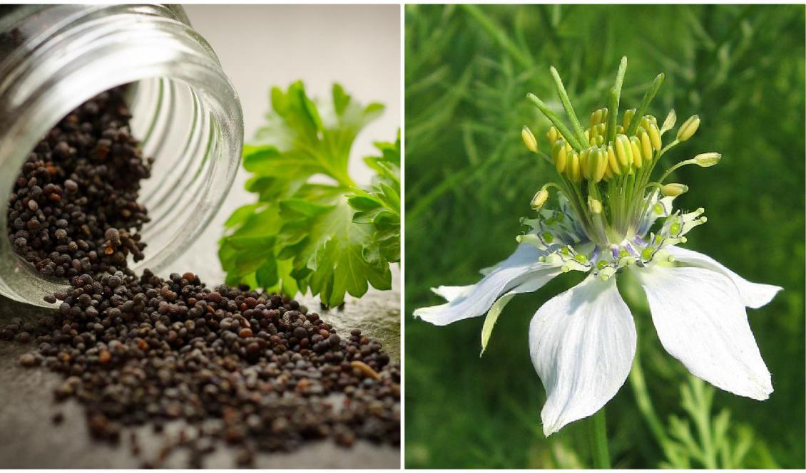 




Svarta sesamfrön (vä) och svartkummin eller Nigella sativa (hö) innehåller mycket näring. Foto: Rudy och Peter Skitterians/Pixabay (vä), Andre Holz/CC BY-SA 3.0                                                                                                                                                                                                                            