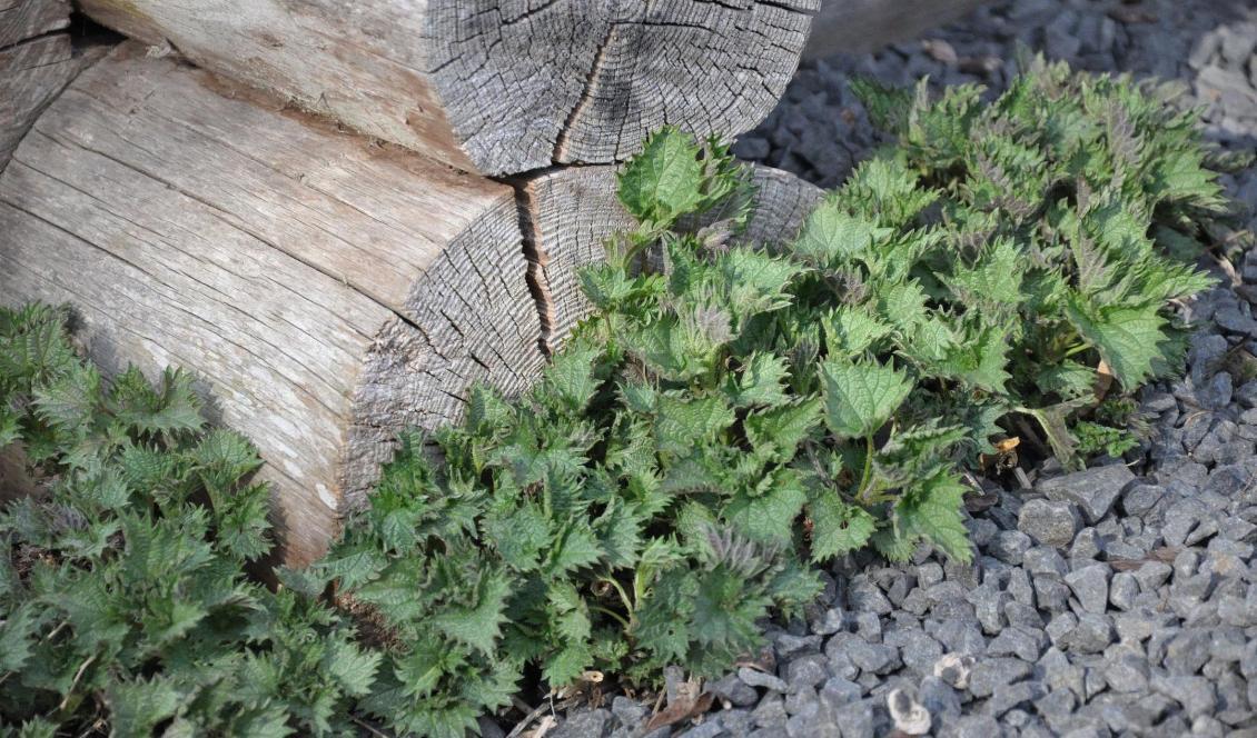 Nässlan är allmän i nästan hela Sverige. Den bränns som bekant vid beröring, men brännämnena försvinner efter torkning och förvällning. Foto: Jenny Ljungkvist