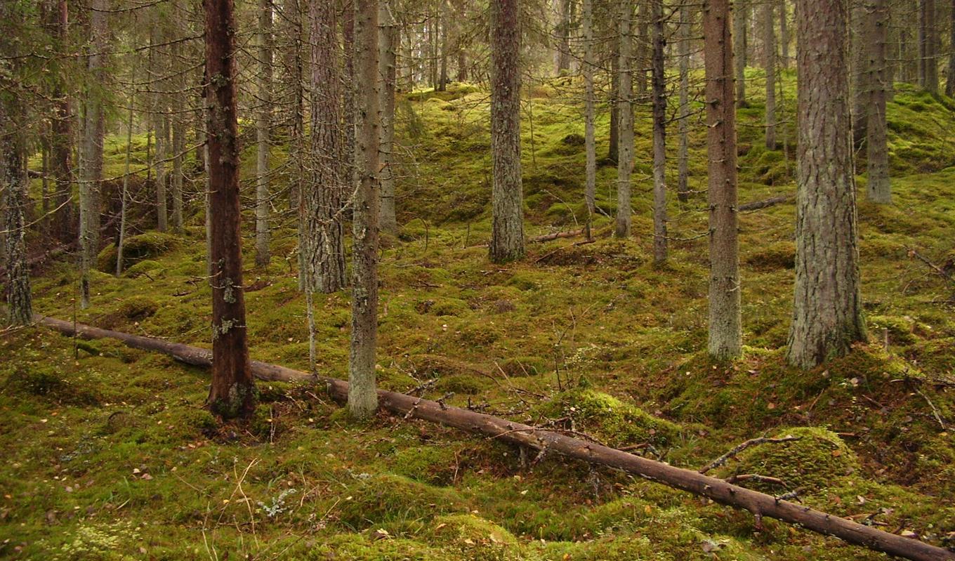 Att ha mycket gammelskog är inte nödvändigtvis det bästa ur miljöperpektiv. Foto: Ohikulkija/CC BY-SA 3.0