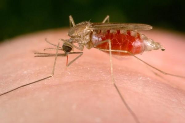Malariamygga. (Foto: CDC, USA)
