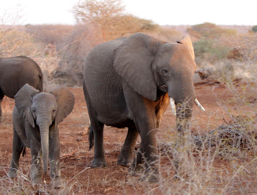 Elefanter i den sydafrikanska nationalparken Kruger. Arkivbild. (Foto: Denis Farrell/TT/AP)