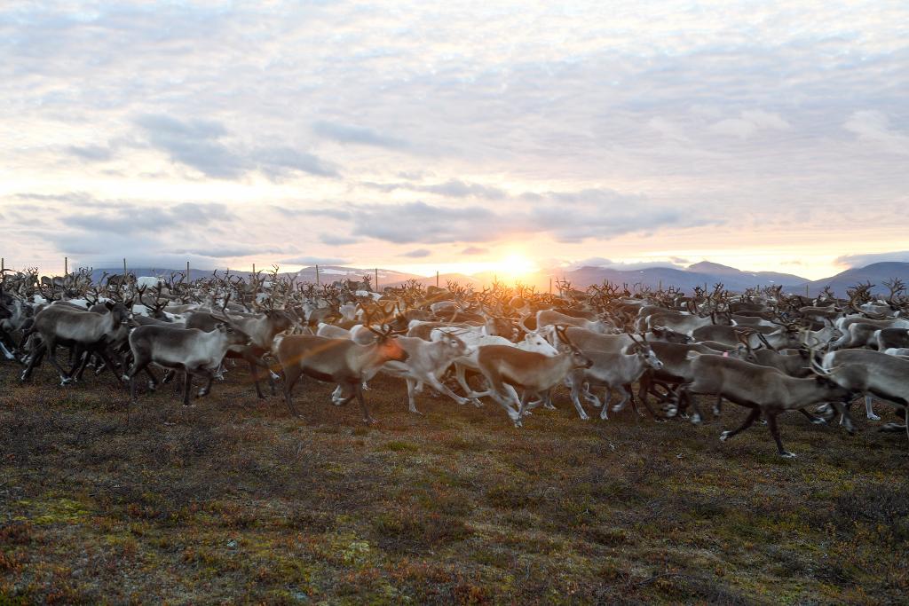 Vem har rätt att besluta om jakt och fiske i fjällområdena ovan odlingsgränsen? Den principiellt viktiga frågan tas upp i hovrätten för Övre Norrland. Men först om drygt ett år. (Foto: Henrik Montgomery/TT-arkivbild)