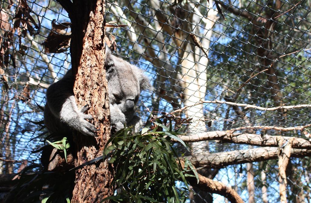 Koalan med namnet Elparra David smittades med klamydia och blev i stort sett blind. Han kommer aldrig kunna släppas ut i naturen igen, och har en egen liten inhägnad på sjukhuset. Han visas upp i pedagogiskt syfte, om klamydians faror. (Foto: Lisa Abrahamsson / TT)
