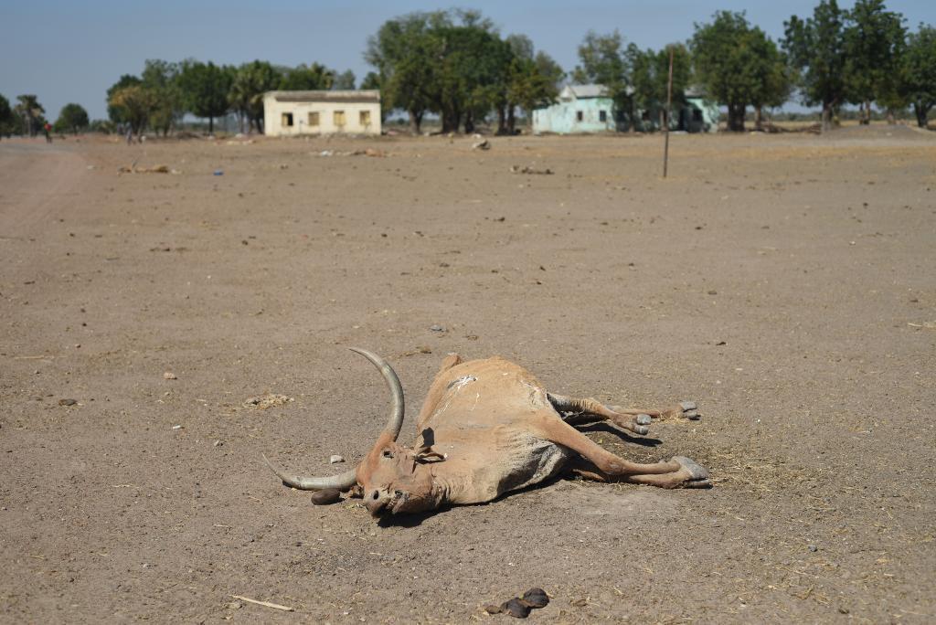En död ko i Leer, känd som rebelledaren Riek Machars hemstad, i Unity i norra Sydsudan.   Foto: Jason Patinkin/AP/TT-arkivbild