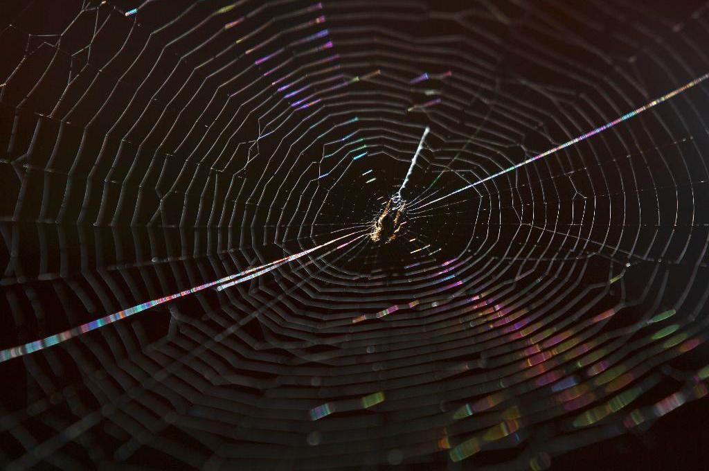 

En tioårig pojke har överlevt ett bett från en av världens giftigaste spindlar.  Foto: Rick Rycroft/AP/TT-arkivbild                                                                                        