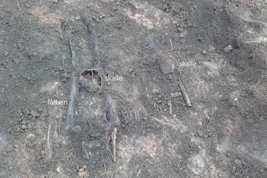 Resterna efter två halshuggna män har hittats i centrala Falköping. De avrättades för över tusen år sedan. Foto: Västergötlands museum