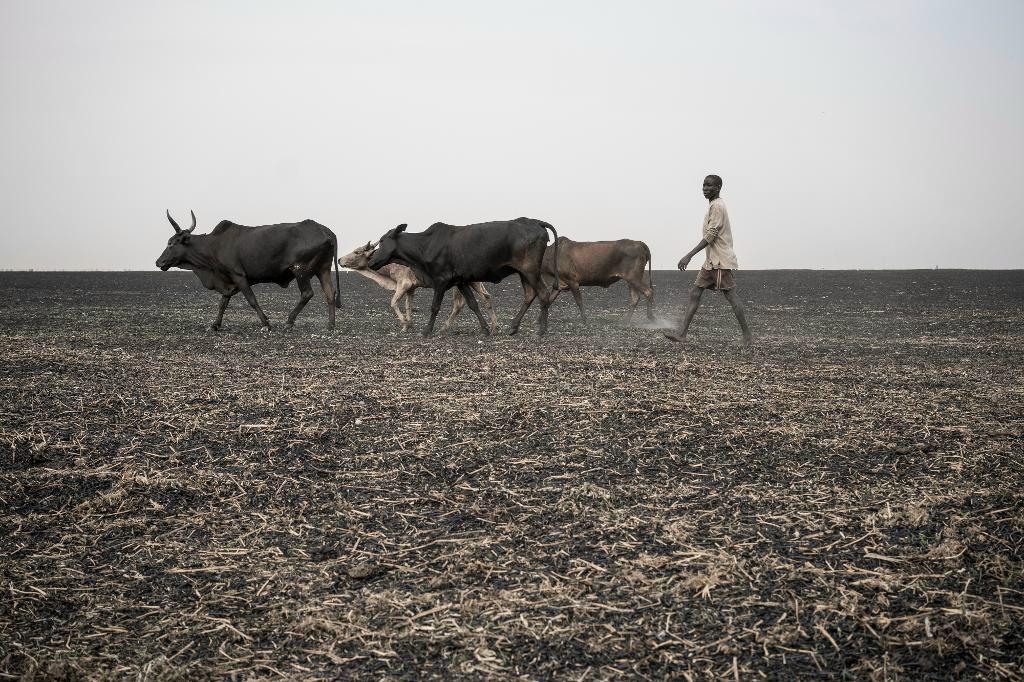 
En ung man går med sina djur utanför Aweil i Sydsudan, ett land där Internationella Rödakorskommittén nu varnar för att massvält snart kan inträffa.  Foto: Mackenzie Knowles-Coursin/AP/TT-arkivbild                                            