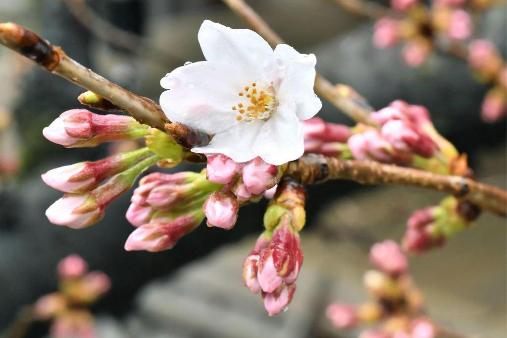 
En blomma har slagit ut vid ett av de körsbärsträden vid Yasukuni i Tokyo som övervakas för att se när säsongen inleds. Foto: Yu Nakajima/AP/TT                                            