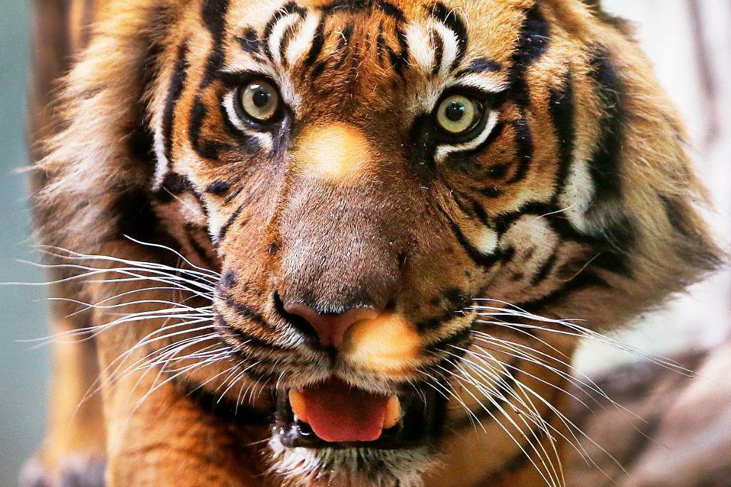 
Två män åtalas efter en affär gällande uppstoppade tigrar. Tigern på bilden har inget med affären att göra. Arkivbild. Foto:
Michael Probst/AP/TT                                            