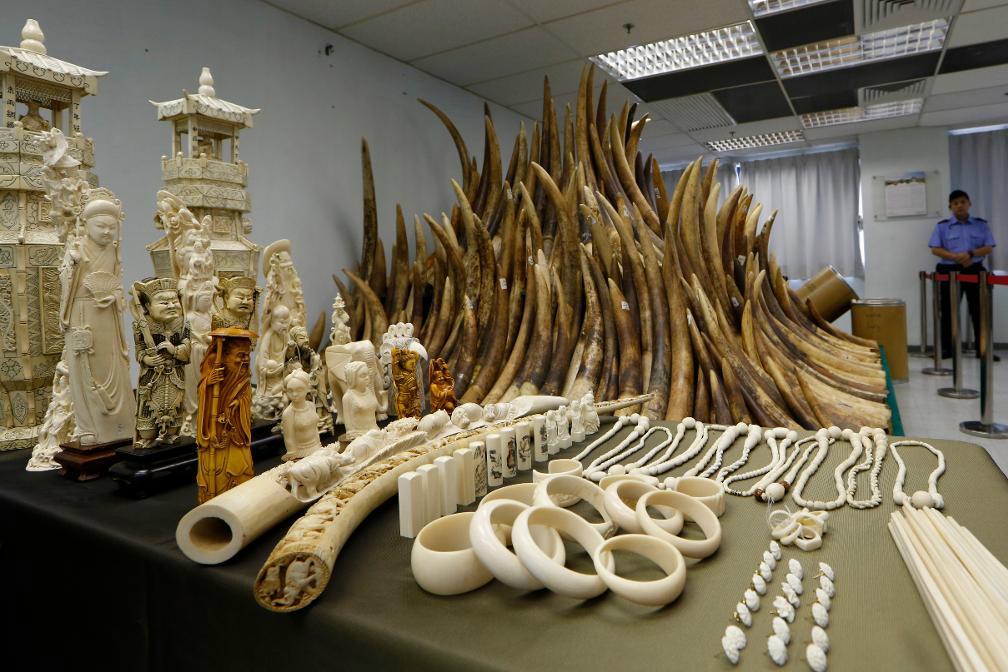
Ett tillslag mot illegal elfenbenshandel i Hong Kong. Foto: Kin Cheung /AP/TT-arkivbild                                            