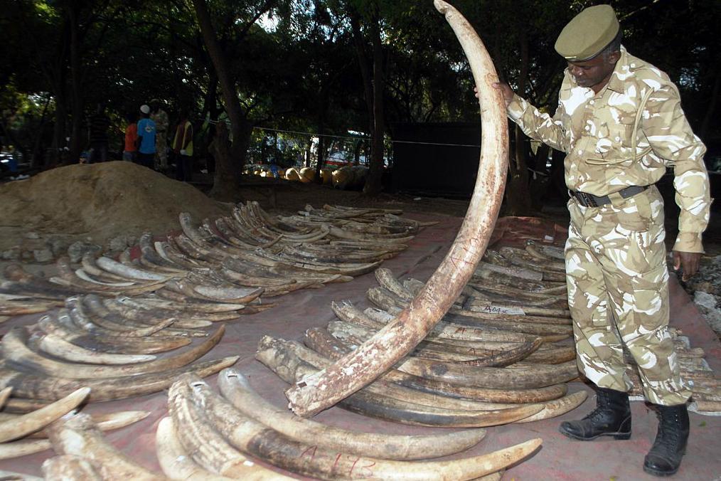 

Den svenska polisen har deltagit i  en stor internationell insats mot illegala djur och växthandel. Här Kenya med ett tidigare beslag av elfenben värt 4,2 miljoner US dollar. Foto: Stringer /AFP/Getty Images                                                                                        