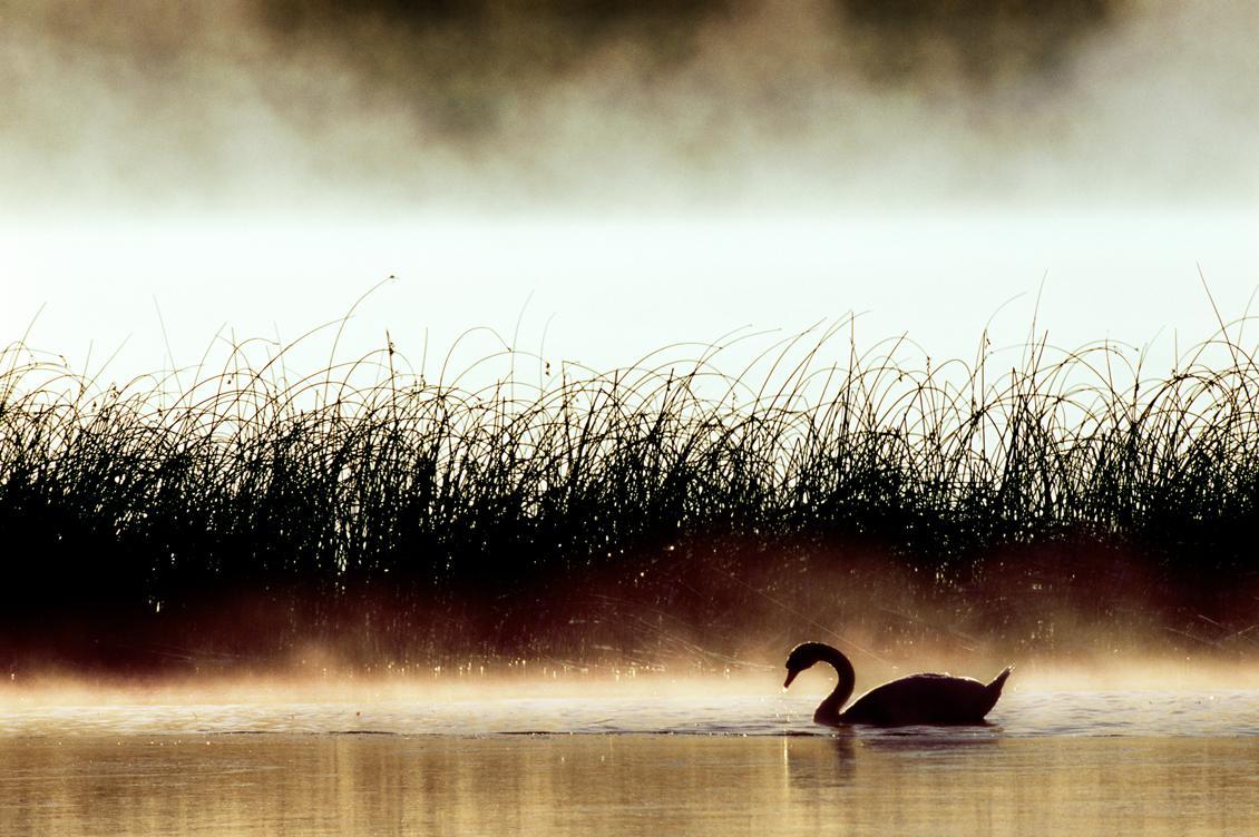 
En svan simmar i Ekoln, Mälarens nordligaste fjärd. Mälaren är en av våra största vattentäkter. Att skydda den borde vara högprioriterat, för att göra det möjligt att få bra dricksvatten även i framtiden, menar Mattias Klum. Foto: Mattias Klum                                            