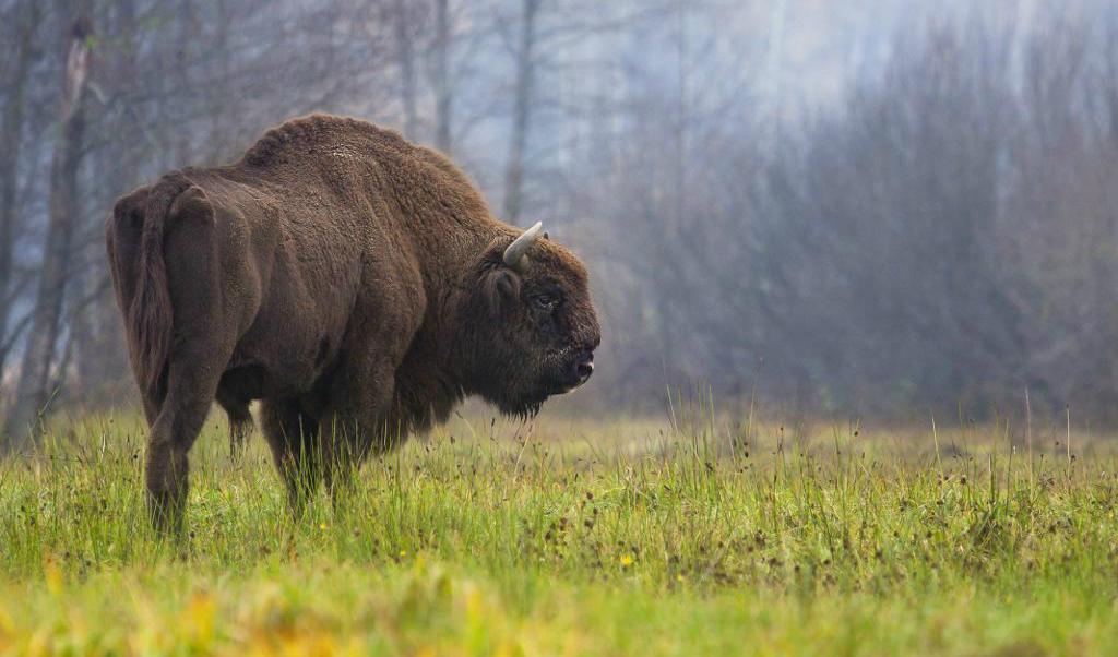 Bialowiezaskogen i Polen är bland annat hem för de sista återstående exemplaren av europeisk bison. Arkivbild. Foto: Rafal Kowalczyk/AP/TT