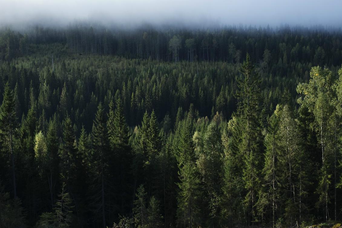
Skogsstyrelsen har fattat beslut om att pausa inventeringen av skogsområden med mycket höga naturvärden, så kallade nyckelbiotoper, i nordvästra Sverige. Foto: Jonathan Nackstrand/AFP/Getty Images                                            