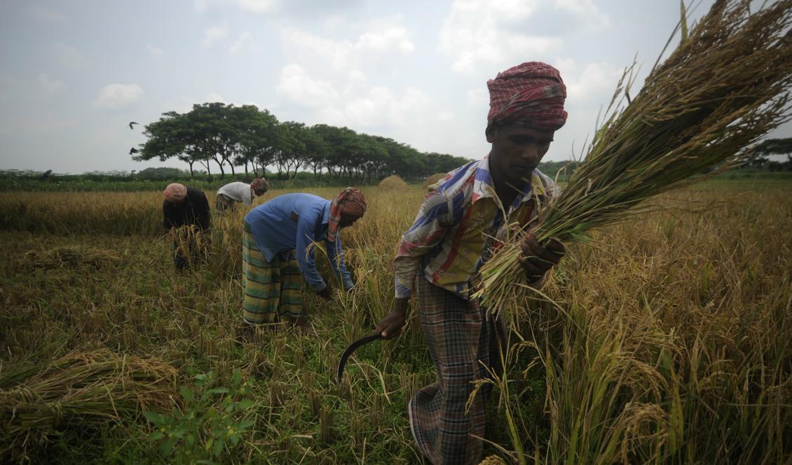 


Bangladesh vill använda spannmål för att producera etanol. Experter befarar då att matpriserna kan stiga vilket drabbar de fattiga. Foto: Munir Uz Zaman /AFP/Getty Images                                                                                                                                    
